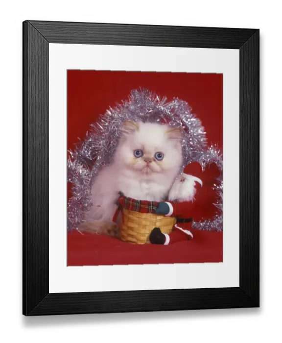 Framed Print : Domestic Cat, Persian, white kitten, christmas decorations