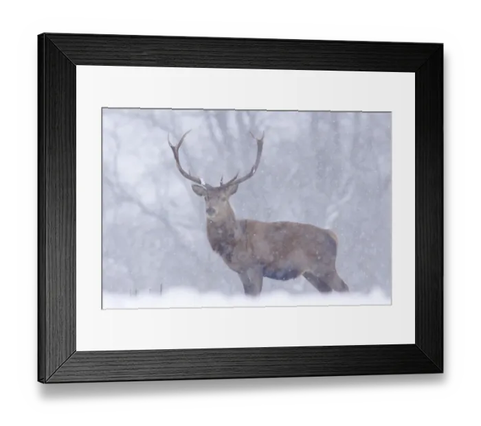 Framed Print : Red Deer (Cervus elaphus) stag, standing in snow during snowfall, Yorkshire, England, december Framed Print : Red Deer (Cervus elaphus) stag, standing in snow during snowfall, Yorkshire, England, december