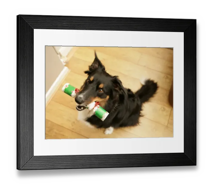 Framed Print : Domestic Dog, Border Collie, adult male, sitting indoors, holding cracker in mouth at Christmas, England Framed Print : Domestic Dog, Border Collie, adult male, sitting indoors, holding cracker in mouth at Christmas, England