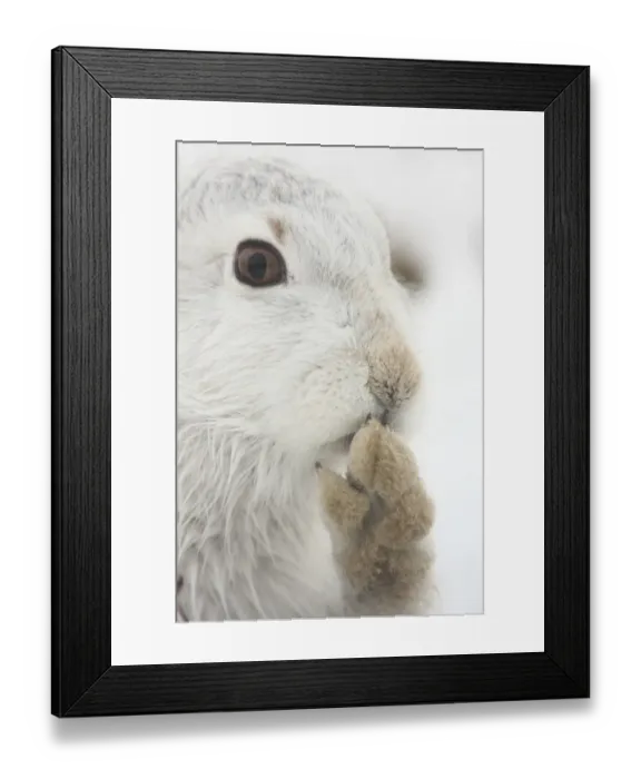 Framed Print : Mountain Hare (Lepus timidus) adult, white winter coat, close-up of head, grooming foot, in snow, Strathspey, Cairngorm N. P. Highlands, Scotland, december Framed Print : Mountain Hare (Lepus timidus) adult, white winter coat, close-up of head, grooming foot, in snow, Strathspey, Cairngorm N. P. Highlands, Scotland, december