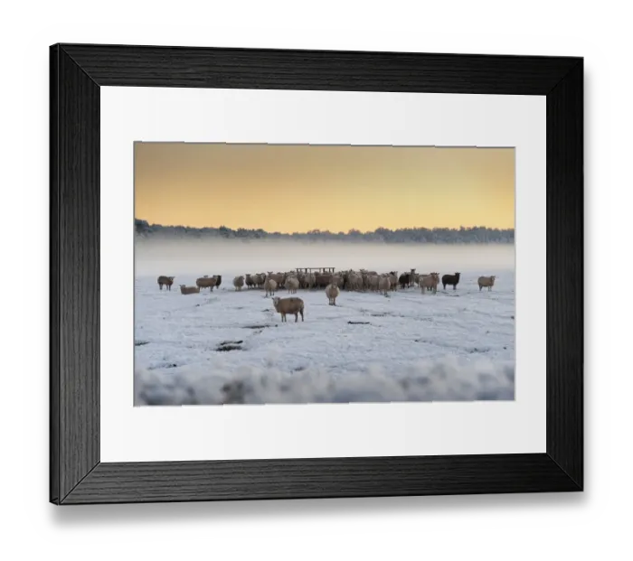 Framed Print : Domestic Sheep, flock, standing in snow covered pasture beside feeder, with mist at sunset, Meathop, Grange-over-Sands