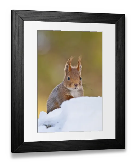 Framed Print : Eurasian Red Squirrel (Sciurus vulgaris) adult, foraging in snow, Norway, winter