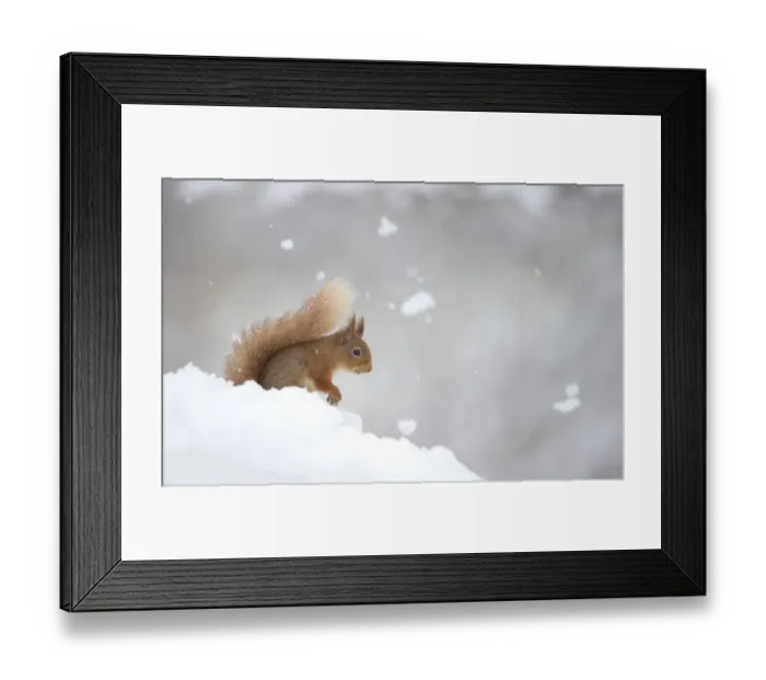 Framed Print : Eurasian Red Squirrel (Sciurus vulgaris) adult, sitting in deep snow during snowfall, Cairngorm N. P. Highlands, Scotland, march Framed Print : Eurasian Red Squirrel (Sciurus vulgaris) adult, sitting in deep snow during snowfall, Cairngorm N. P. Highlands, Scotland, march