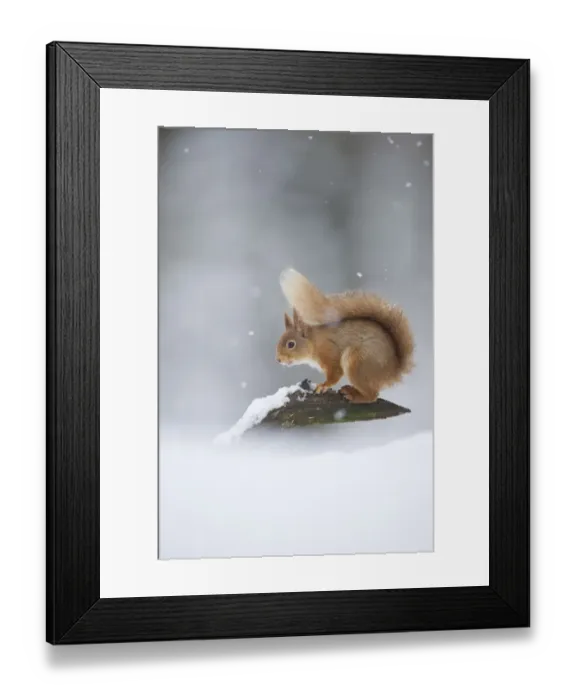 Framed Print : Eurasian Red Squirrel (Sciurus vulgaris) adult, standing on branch in deep snow during snowfall, Cairngorm N. P. Highlands, Scotland, march Framed Print : Eurasian Red Squirrel (Sciurus vulgaris) adult, standing on branch in deep snow during snowfall, Cairngorm N. P. Highlands, Scotland, march