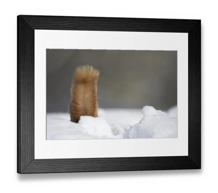Framed Print : Eurasian Red Squirrel (Sciurus vulgaris) adult, rear view of tail, foraging in deep snow, Cairngorm N. P Framed Print : Eurasian Red Squirrel (Sciurus vulgaris) adult, rear view of tail, foraging in deep snow, Cairngorm N. P