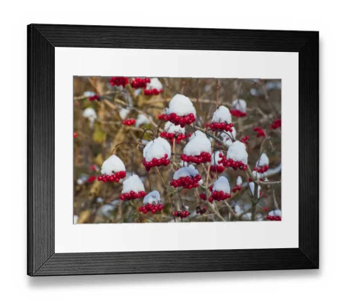 Framed Print : Guelder Rose (Viburnum opalus) snow covered berries, Chipping, Lancashire, England, december Framed Print : Guelder Rose (Viburnum opalus) snow covered berries, Chipping, Lancashire, England, december
