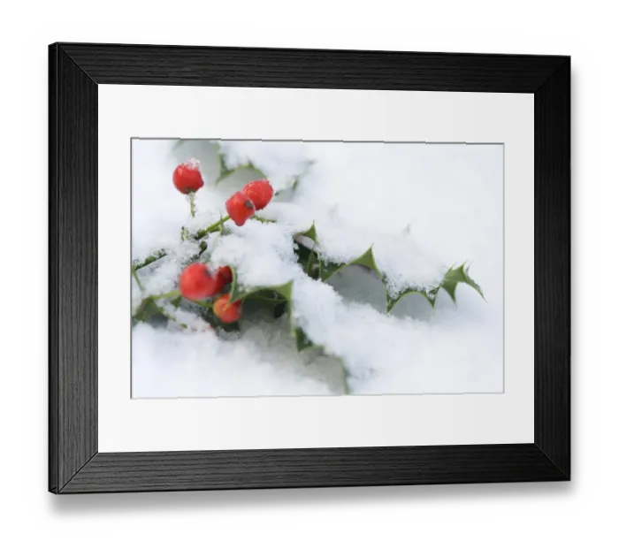 Framed Print : European Holly (Ilex aquifolium) close-up of leaves and berries, covered with snow, England, winter Framed Print : European Holly (Ilex aquifolium) close-up of leaves and berries, covered with snow, England, winter