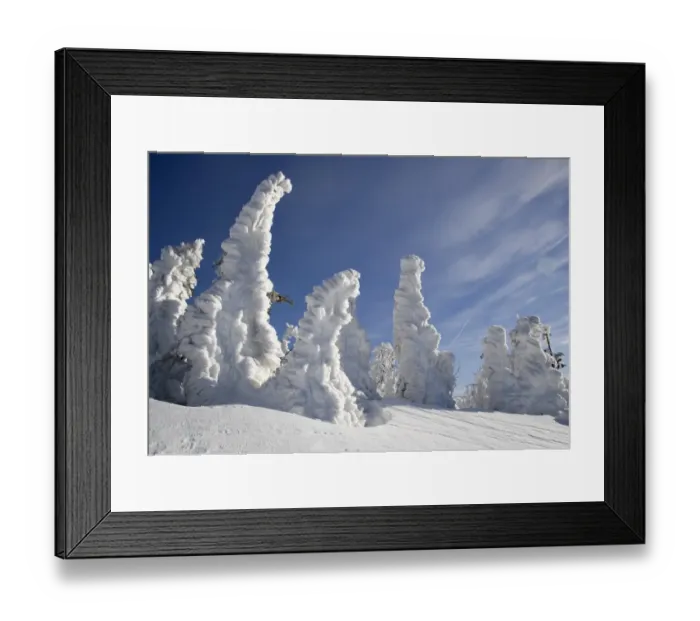 Framed Print : Rough ice and snow on Norway Spruce (Picea abies) at mountain peak, Bayerischer Wald N. P. Bavaria, Germany Framed Print : Rough ice and snow on Norway Spruce (Picea abies) at mountain peak, Bayerischer Wald N. P. Bavaria, Germany