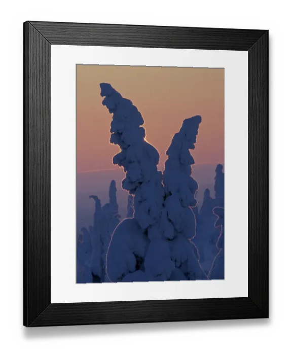 Framed Print : Snow covered Norway Spruce (Picea abies) trees, in boreal coniferous forest at dawn, Rusko, Finland, february