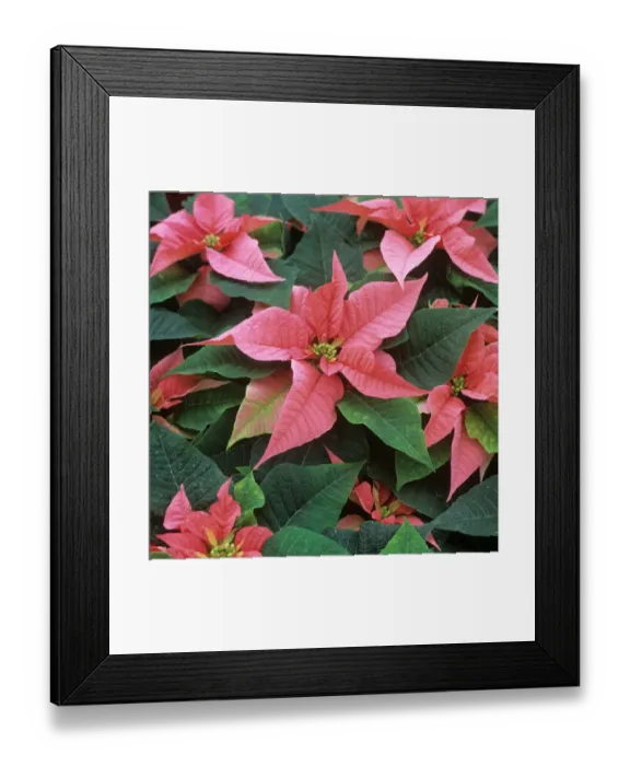 Framed Print : Poinsettia Marren mature plant with pink bracts for Christmas market