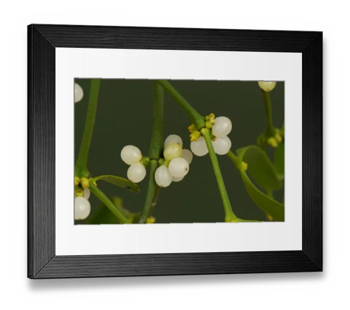 Framed Print : Mistetoe (Viscum album) leaves and white berries of traditional Christmas sprig