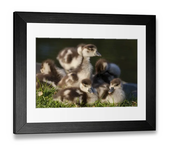 Framed Print : Egyptian Goose (Alopochen aegyptiacus) introduced species, goslings, sitting on grass beside water, Trier, Rhineland-Palatinate, Germany, july