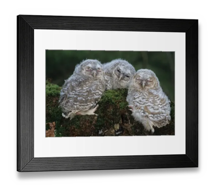 Framed Print : Tawny Owl (Strix aluco) three chicks, sitting on log, Hampshire, England Framed Print : Tawny Owl (Strix aluco) three chicks, sitting on log, Hampshire, England