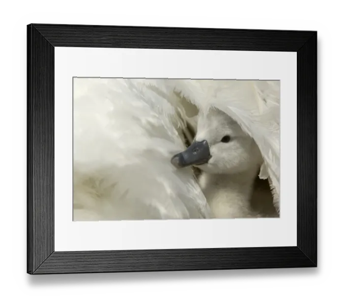 Framed Print : Mute Swan (Cygnus olor) cygnet, under parents wing, Oxfordshire, England Framed Print : Mute Swan (Cygnus olor) cygnet, under parents wing, Oxfordshire, England