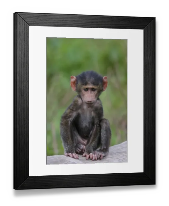 Framed Print : Olive Baboon (Papio anubis) young, sitting on log, Lake Nakuru, Great Rift Valley, Kenya Framed Print : Olive Baboon (Papio anubis) young, sitting on log, Lake Nakuru, Great Rift Valley, Kenya