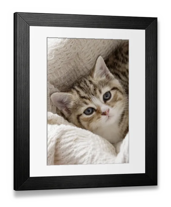 Framed Print : Domestic Cat, tabby-and-white kitten, laying on blanket, close-up of head, England Framed Print : Domestic Cat, tabby-and-white kitten, laying on blanket, close-up of head, England