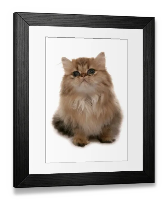 Framed Print : Domestic Cat, Golden Persian, kitten, sitting Framed Print : Domestic Cat, Golden Persian, kitten, sitting