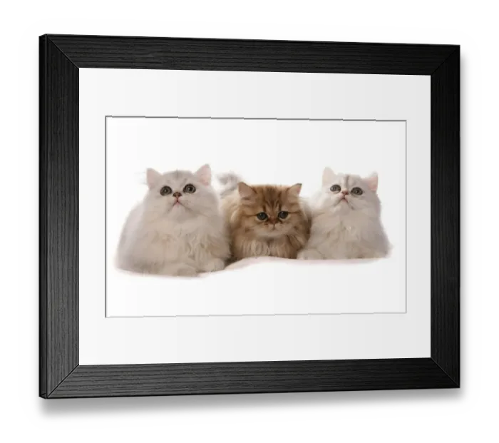 Framed Print : Domestic Cat, Persian, three kittens, laying Framed Print : Domestic Cat, Persian, three kittens, laying