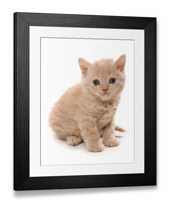 Framed Print : Domestic Cat, Selkirk Rex, kitten, sitting