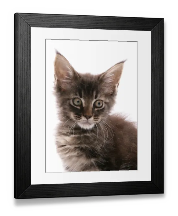 Framed Print : Domestic Cat, Maine Coon, kitten, close-up of head Framed Print : Domestic Cat, Maine Coon, kitten, close-up of head