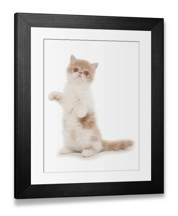 Framed Print : Domestic Cat, Exotic Shorthair, cream and white kitten, standing on hind legs Framed Print : Domestic Cat, Exotic Shorthair, cream and white kitten, standing on hind legs