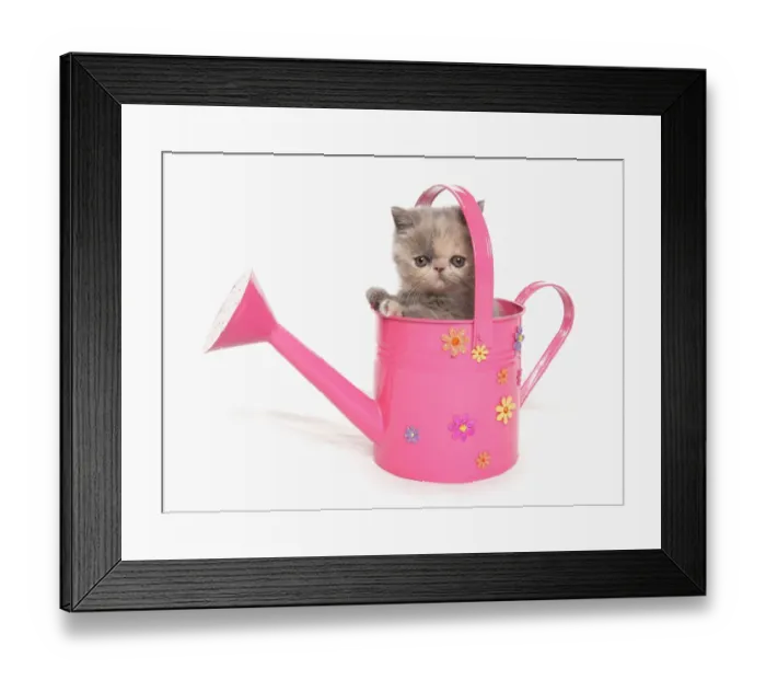 Framed Print : Domestic Cat, Exotic Shorthair, kitten, sitting in pink watering can Framed Print : Domestic Cat, Exotic Shorthair, kitten, sitting in pink watering can