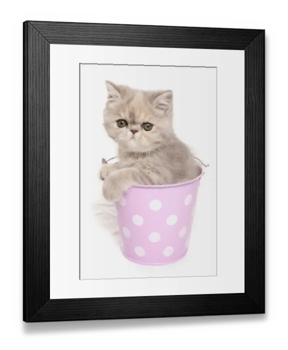 Framed Print : Domestic Cat, Exotic Shorthair, kitten, sitting in pink bucket Framed Print : Domestic Cat, Exotic Shorthair, kitten, sitting in pink bucket