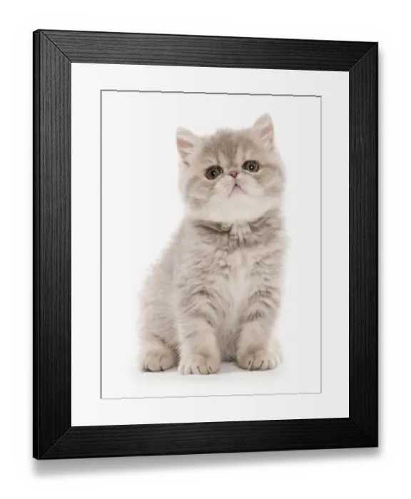 Framed Print : Domestic Cat, Exotic Shorthair, kitten, sitting