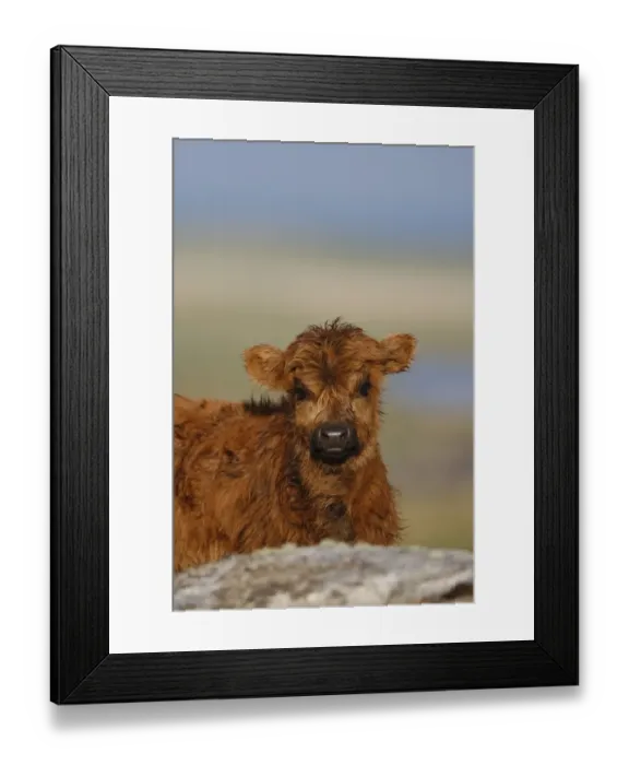Framed Print : Highland Cattle, calf, close-up of head, The Uists, Outer Hebrides, Scotland Framed Print : Highland Cattle, calf, close-up of head, The Uists, Outer Hebrides, Scotland
