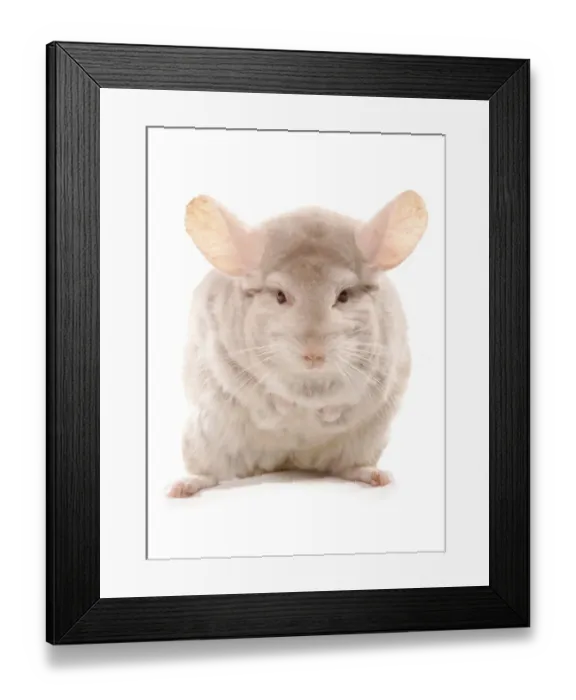 Framed Print : Chinchilla (Chinchilla sp. ) albino adult, standing Framed Print : Chinchilla (Chinchilla sp. ) albino adult, standing
