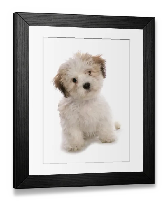 Framed Print : Domestic Dog, Shichon (Shih Tzu x Bichon Frise) designer crossbreed, puppy, sitting Framed Print : Domestic Dog, Shichon (Shih Tzu x Bichon Frise) designer crossbreed, puppy, sitting