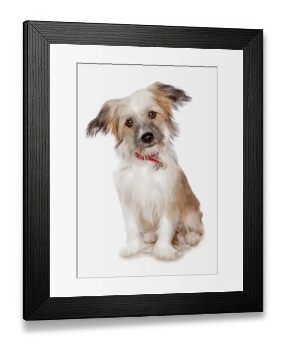 Framed Print : Domestic Dog, Chinese Crested, coated powder-puff variety, puppy, with collar, sitting Framed Print : Domestic Dog, Chinese Crested, coated powder-puff variety, puppy, with collar, sitting