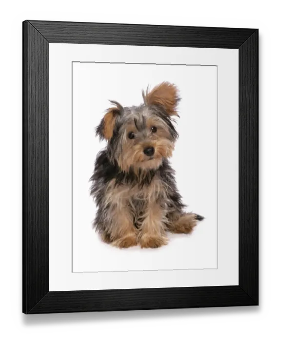 Framed Print : Domestic Dog, mongrel puppy, sitting Framed Print : Domestic Dog, mongrel puppy, sitting