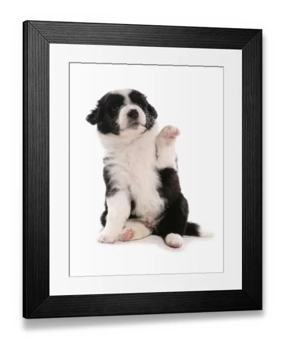 Framed Print : Domestic Dog, Border Collie, puppy, sitting with front paw up Framed Print : Domestic Dog, Border Collie, puppy, sitting with front paw up