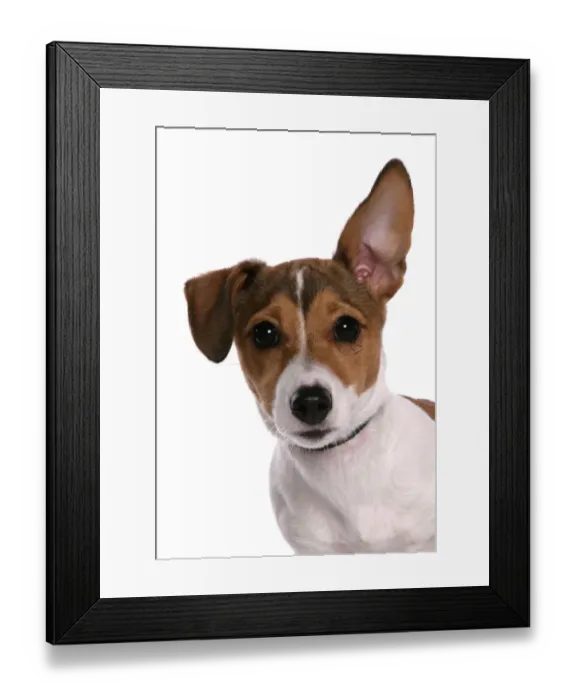 Framed Print : Domestic Dog, Jack Russell Terrier, female puppy, with one ear up, close-up of head Framed Print : Domestic Dog, Jack Russell Terrier, female puppy, with one ear up, close-up of head