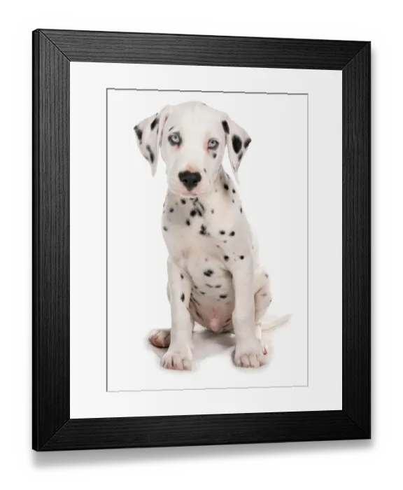 Framed Print : Domestic Dog, Dalmatian, male puppy, sitting Framed Print : Domestic Dog, Dalmatian, male puppy, sitting