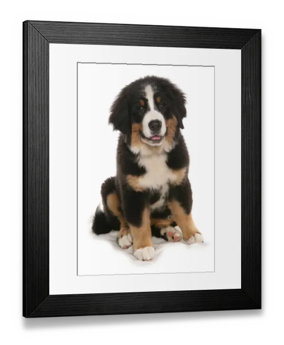 Framed Print : Domestic Dog, Bernese Mountain Dog, puppy, sitting Framed Print : Domestic Dog, Bernese Mountain Dog, puppy, sitting