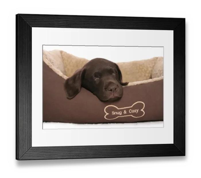 Framed Print : Domestic Dog, Chocolate Labrador Retriever, male puppy, sleeping in bed