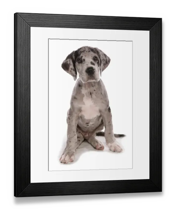 Framed Print : Domestic Dog, Great Dane, puppy, sitting Framed Print : Domestic Dog, Great Dane, puppy, sitting