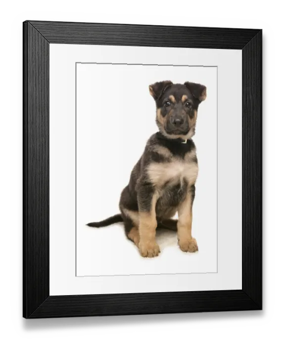 Framed Print : Domestic Dog, German Shepherd Dog, puppy, sitting Framed Print : Domestic Dog, German Shepherd Dog, puppy, sitting