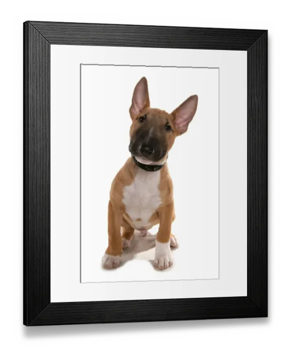 Framed Print : Domestic Dog, Bull Terrier, puppy, sitting, with collar Framed Print : Domestic Dog, Bull Terrier, puppy, sitting, with collar
