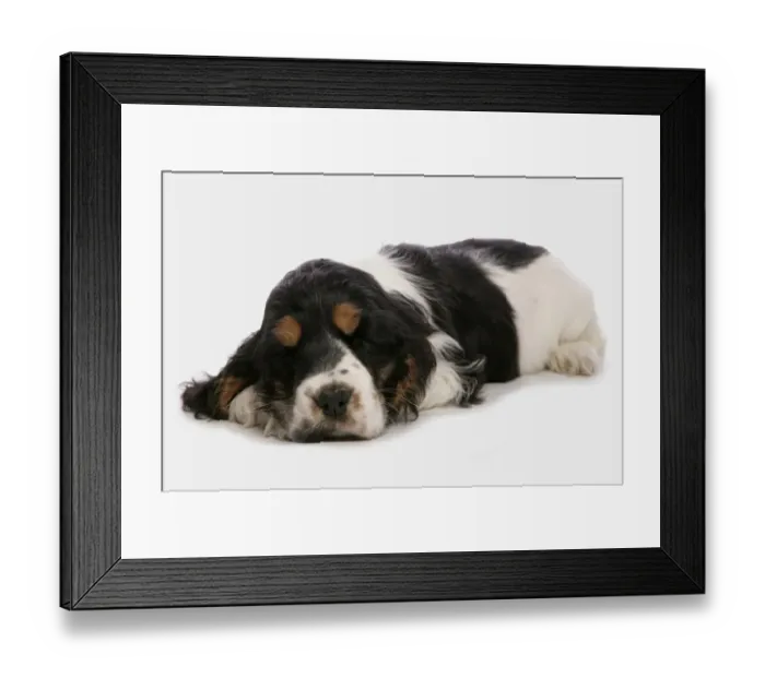 Framed Print : Domestic Dog, English Cocker Spaniel, puppy, sleeping