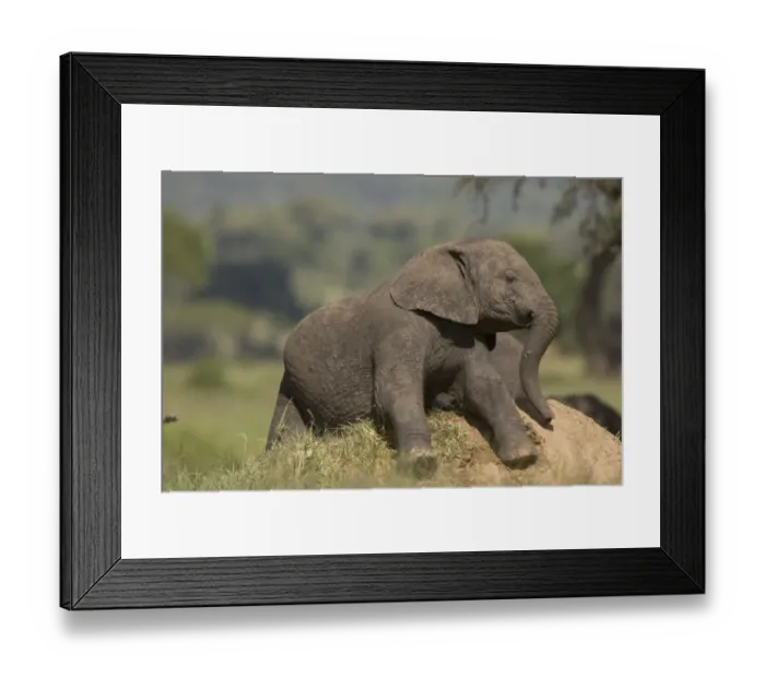 Framed Print : Afican Elephant, young, baby, rolling on termite hil Loxodonta africana