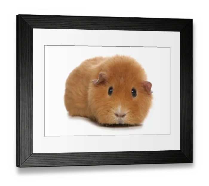 Framed Print : Domestic Guinea Pig (Cavia porcellus) adult, standing
