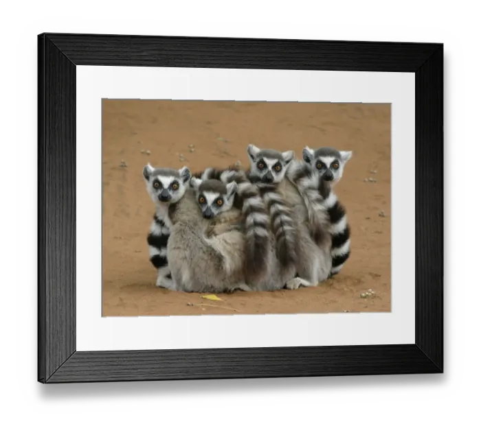 Framed Print : Ring-tailed Lemur (Lemur catta) four adults, sitting on ground, huddled together, Berenty, Madagascar Framed Print : Ring-tailed Lemur (Lemur catta) four adults, sitting on ground, huddled together, Berenty, Madagascar