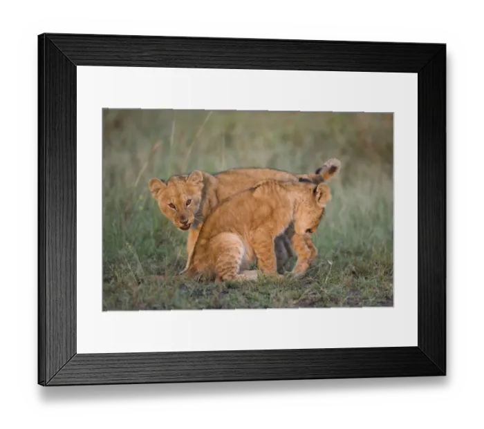 Framed Print : Massai Lion (Panthera leo nubica) two two-month old cubs, play-fighting, in dawn sunlight, Masai Mara, Kenya Framed Print : Massai Lion (Panthera leo nubica) two two-month old cubs, play-fighting, in dawn sunlight, Masai Mara, Kenya