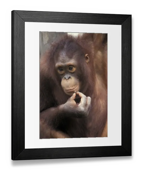 Framed Print : Orang Utan (Pongo pygmaeus) Young Framed Print : Orang Utan (Pongo pygmaeus) Young