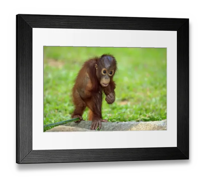 Framed Print : Bornean Orang-utan (Pongo pygmaeus) young, standing on ground (captive) Framed Print : Bornean Orang-utan (Pongo pygmaeus) young, standing on ground (captive)