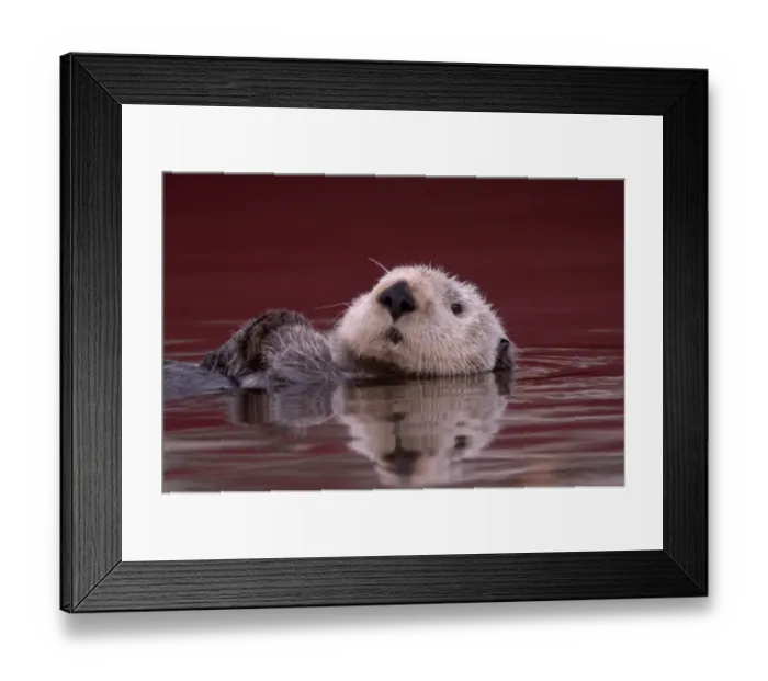 Framed Print : Sea Otter (Enhydra lutris) adult, close-up of head, resting on back in water, Monterey, California, U. S. A Framed Print : Sea Otter (Enhydra lutris) adult, close-up of head, resting on back in water, Monterey, California, U. S. A