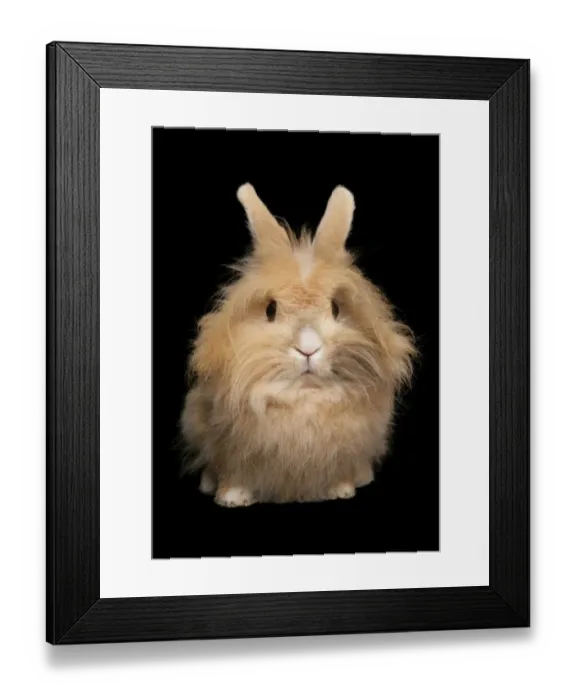 Framed Print : Domestic Rabbit, adult female, sitting Framed Print : Domestic Rabbit, adult female, sitting